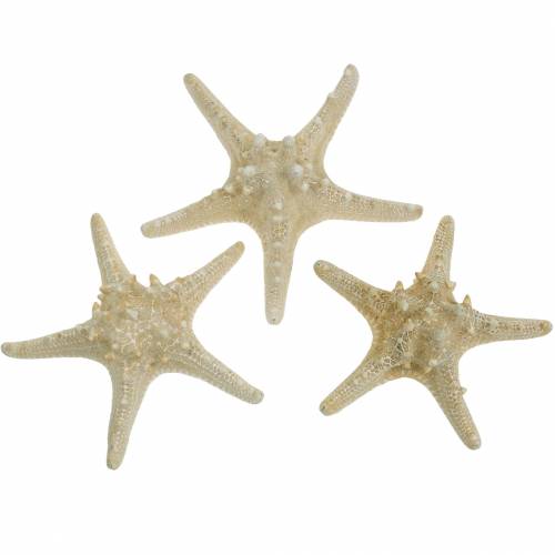 Floristik24 Starfish nature 12-16cm 8pcs