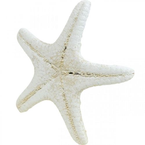Product Starfish Decoration White, Dried Starfish for Crafts 7-11cm 15pcs