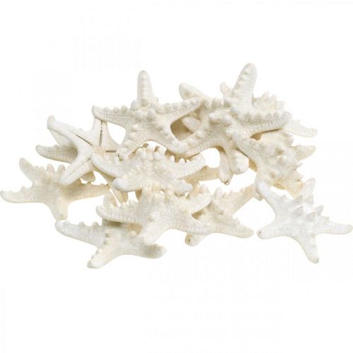 Floristik24 Starfish Decoration White, Dried Starfish for Crafts 7-11cm 15pcs