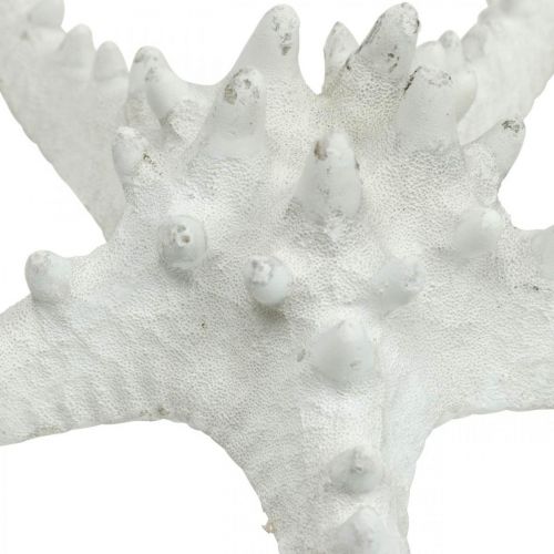 Product Starfish decoration large dried white knobbed starfish 15-18cm 10 pcs