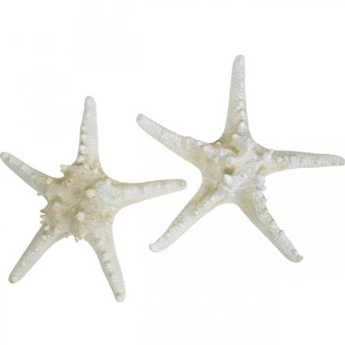 Floristik24 Deco starfish large dried white knobbed starfish 19-26cm 5pcs
