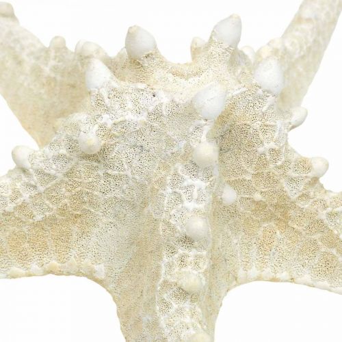 Product Deco starfish large dried white knobbed starfish 19-26cm 5pcs