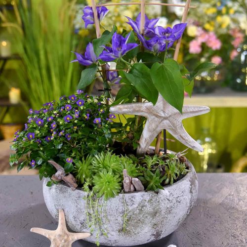 Floristik24 Starfish to place, maritime wood decoration natural color, white H23.5cm