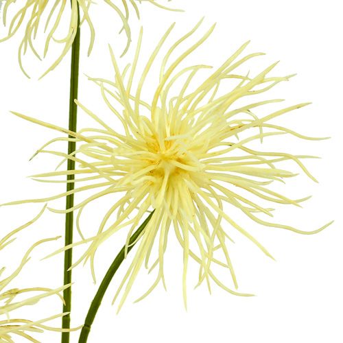 Floristik24 Silk flowers Xanthium cream 63cm 4pcs