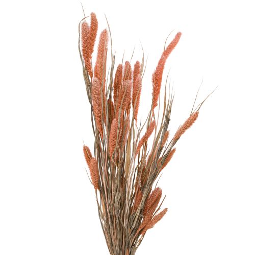 Floristik24 Setaria Bristle Millet Dry Decoration Salmon 69cm 70-75g x 2pcs
