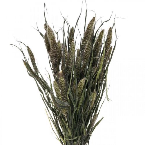 Floristik24 Dried Flowers Setaria Anthracite Natural Bristle Millet Bunch 100g