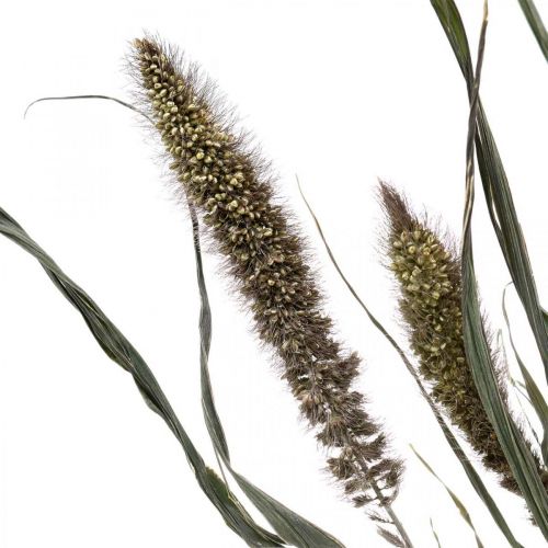 Product Dried Flowers Setaria Anthracite Natural Bristle Millet Bunch 100g