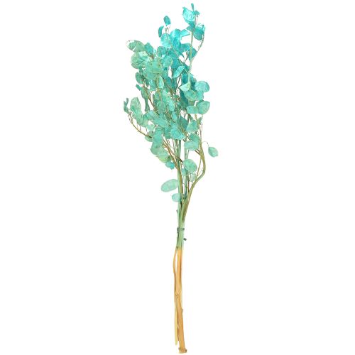 Product Dried silver leaf Lunaria light blue 65-70cm 20g