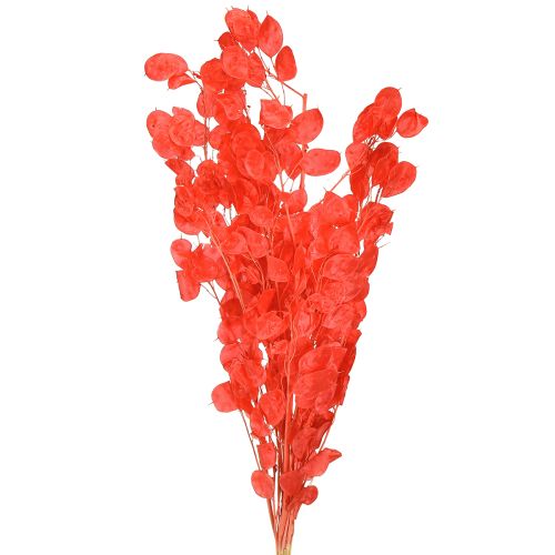 Dried silver leaf Lunaria red 65-70cm 20g