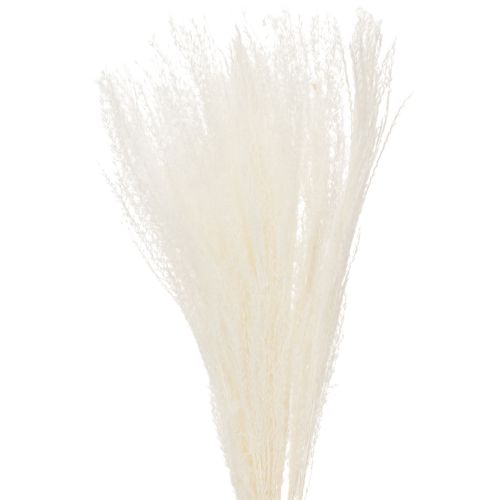 Floristik24 Dried flowers, silver grass. Elegant natural decoration for home and office. 70cm, 10 pieces.