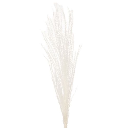 Product Dried flowers, silver grass. Elegant natural decoration for home and office. 70cm, 10 pieces.