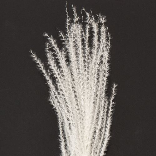 Product Dried flowers, silver grass. Elegant natural decoration for home and office. 70cm, 10 pieces.