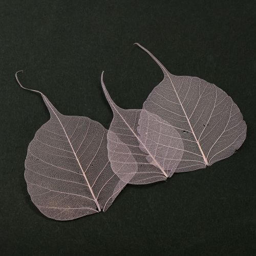 Floristik24 Skeleton leaves Bodhi leaves skeletonized purple 5-15cm 200 pieces