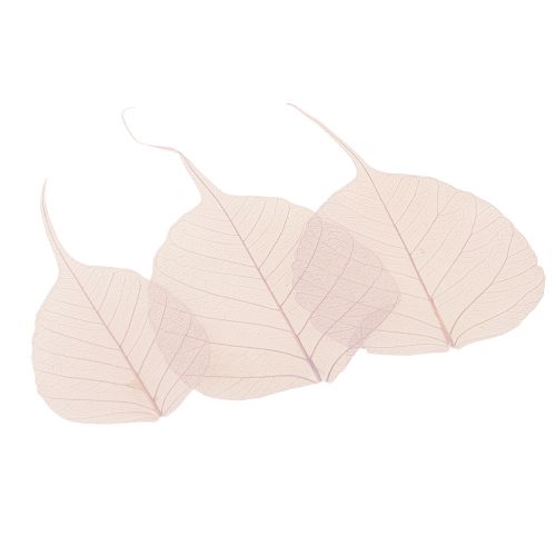 Product Skeleton leaves Bodhi leaves skeletonized purple 5-15cm 200 pieces