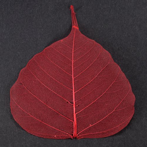 Product Skeleton leaves Bodhi leaves skeletonized red 5-15cm 200 pieces