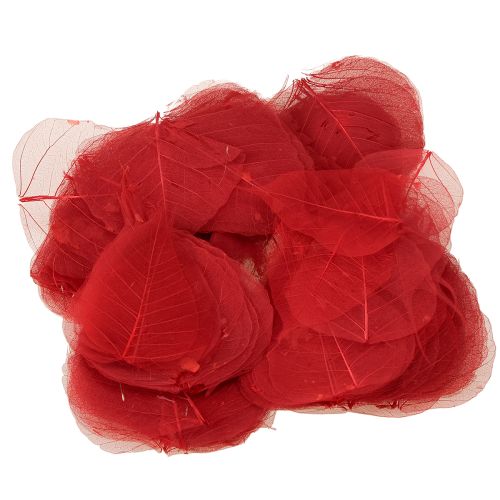 Product Skeleton leaves Bodhi leaves skeletonized red 5-15cm 200 pieces