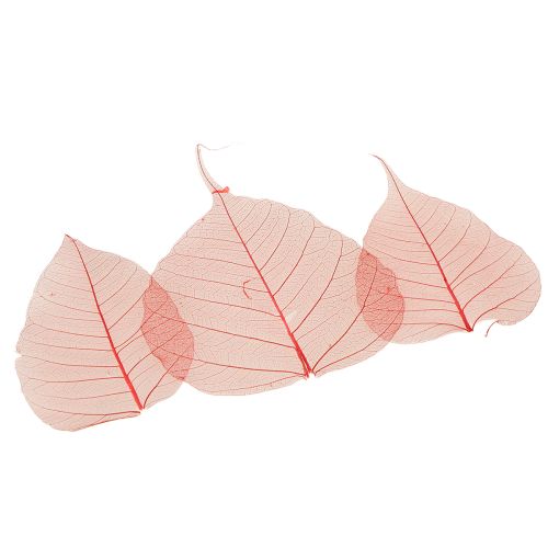Product Skeleton leaves Bodhi leaves skeletonized red 5-15cm 200 pieces