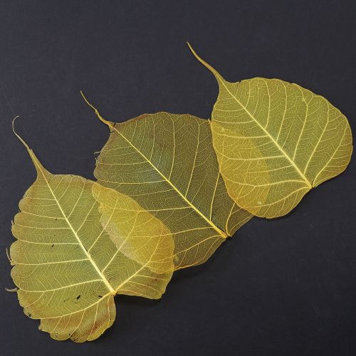 Skeleton leaves, poplar fig leaves, yellow, 5-15 cm, 200 pieces