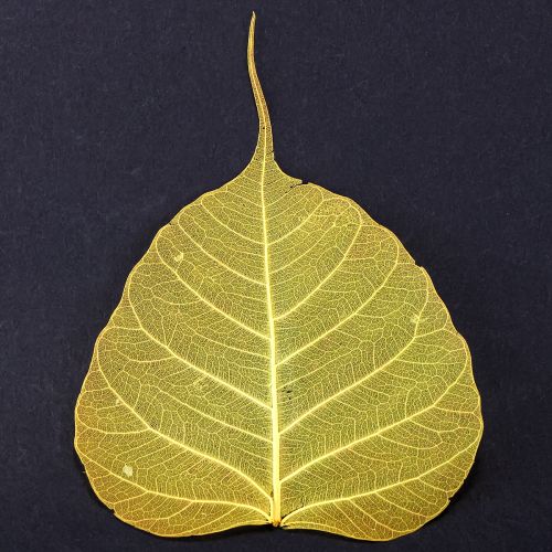 Product Skeleton leaves, poplar fig leaves, yellow, 5-15 cm, 200 pieces