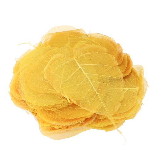Product Skeleton leaves, poplar fig leaves, yellow, 5-15 cm, 200 pieces