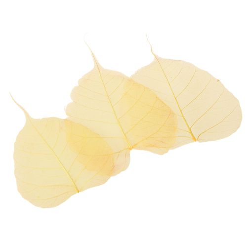 Product Skeleton leaves, poplar fig leaves, yellow, 5-15 cm, 200 pieces