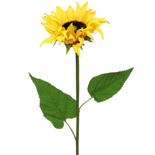 Floristik24 Long-stemmed sunflower yellow 53cm