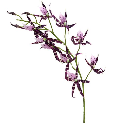 Floristik24 Spider orchids Brassia purple 108cm 3pcs