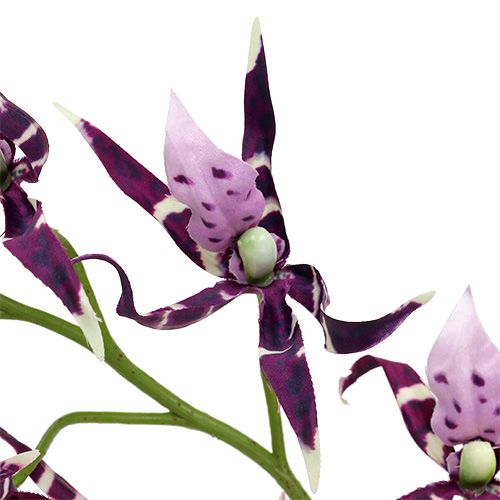 Product Spider orchids Brassia purple 108cm 3pcs