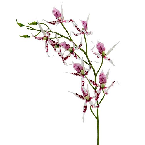 Floristik24 Spider orchids Brassia Pink-White 108cm 3pcs