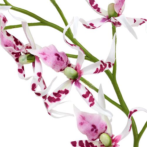 Product Spider orchids Brassia Pink-White 108cm 3pcs