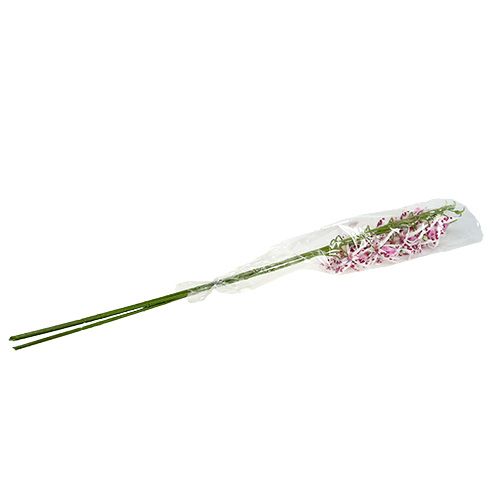Floristik24 Spider orchids Brassia Pink-White 108cm 3pcs