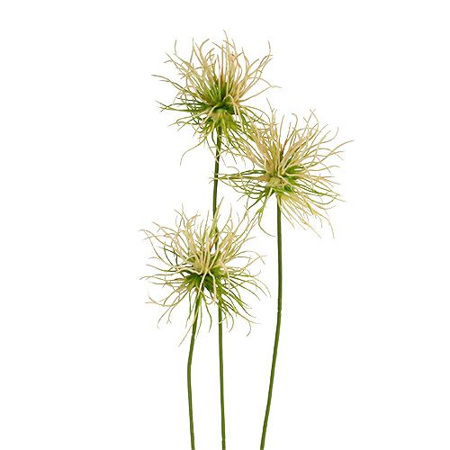 Floristik24 Spitzklette branches cream-green 63cm 4pcs