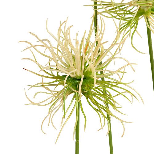 Floristik24 Spitzklette branches cream-green 63cm 4pcs