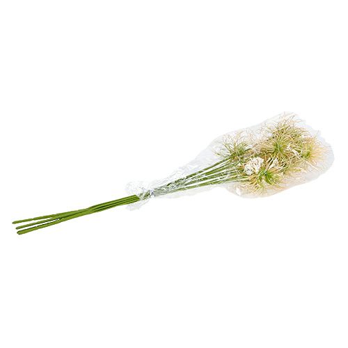 Floristik24 Spitzklette branches cream-green 63cm 4pcs