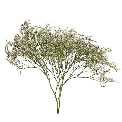 Floristik24 Sea Lavender Statice Tatarica dried flowers nature 2kg