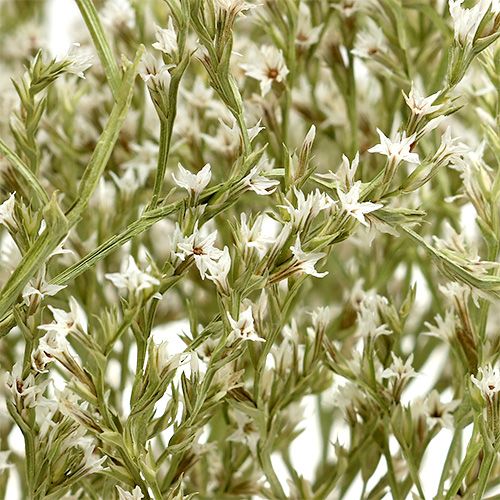 Product Sea lavender Statice Tatarica dried flowers natural 2kg