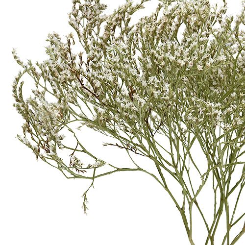Product Sea lavender Statice Tatarica dried flowers natural 2kg