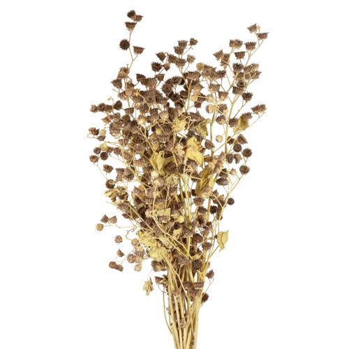 Product Dried flowers decoration decorative branches Stefani branch 95cm 200g