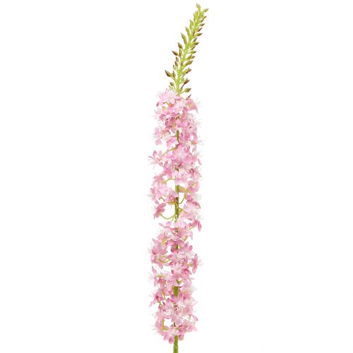 Product Desert tail steppe candle Rosa 106cm