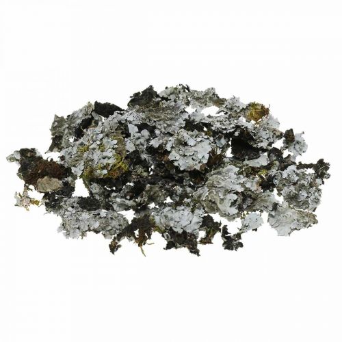 Floristik24 Lichen natural decoration with moss gray 500g