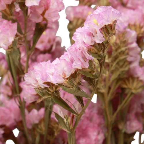 Product Beach Lilac Pink Limonium Dried Flowers 60cm 50g