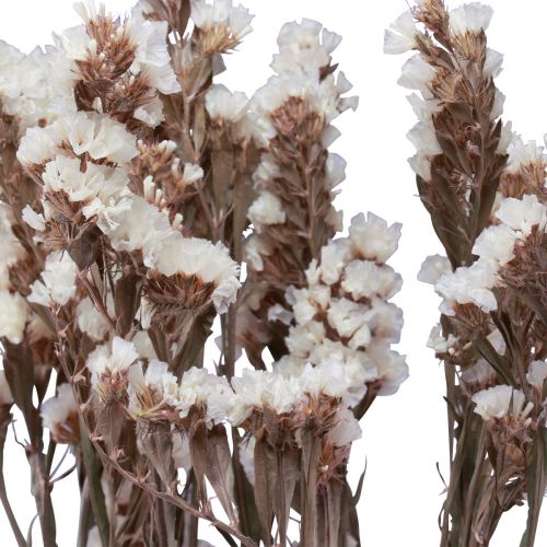 Floristik24 Beach Lilac White Limonium Dried Flowers 60cm 35g