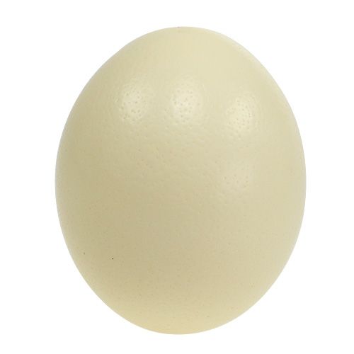 Ostrich egg nature blown empty decoration