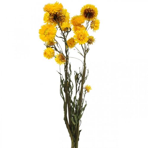 Floristik24 Dried Flower Yellow Straw Flower Helichrysum Dry Decoration Bunch 50cm 45g