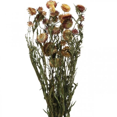 Floristik24 Straw flower Yellow, Red dried Helichrysum dried flower 50cm 60g