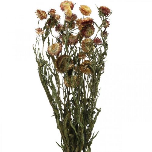 Floristik24 Strawflower Helichrysum Dried flower Yellow Red 50cm 60g
