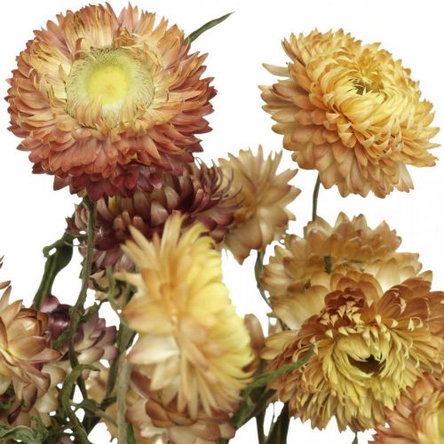 Product Straw flower Yellow, Red dried Helichrysum dried flower 50cm 60g