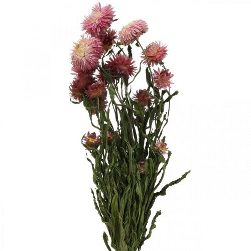 Floristik24 Strawflower Pink dried Helichrysum dried flowers bunch 45cm 45g