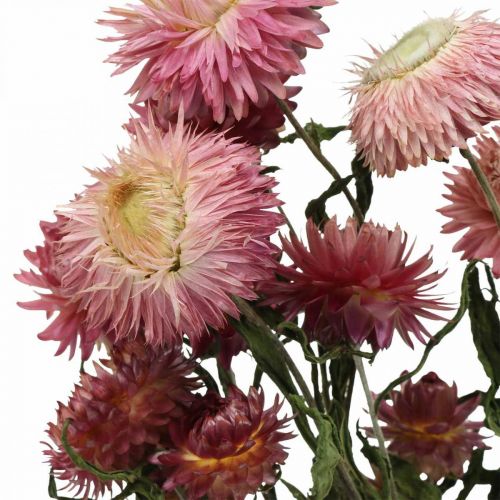 Floristik24 Strawflower Pink dried Helichrysum dried flowers bunch 45cm 45g