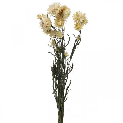 Floristik24 Dry decoration straw flower cream helichrysum dried 50cm 30g